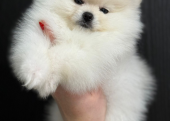 Yakışıklı Pomeranian